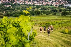 Weinbergwanderung Markt Nordheim