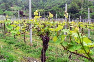 Weinbergwanderung Schriesheim mit Rebschnitt