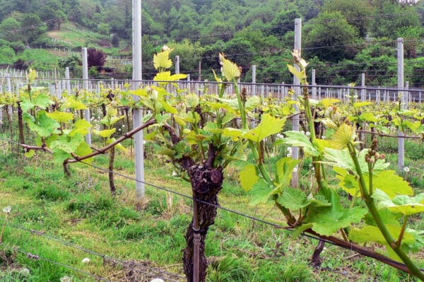 Weinbergwanderung Schriesheim mit Rebschnitt