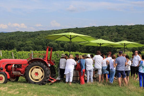 Weinseminar in Zeilitzheim (Rundfahrt & Verkostung)