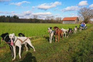 Schlittenhundefahrt Schwabmünchen