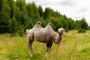 Kamelreiten Sauldorf-Boll