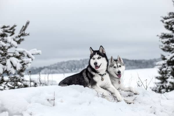 Husky Nachtfahrt Ödwang für 2