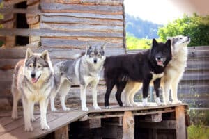 Husky Trekking Dietfurt a.d. Altmühl