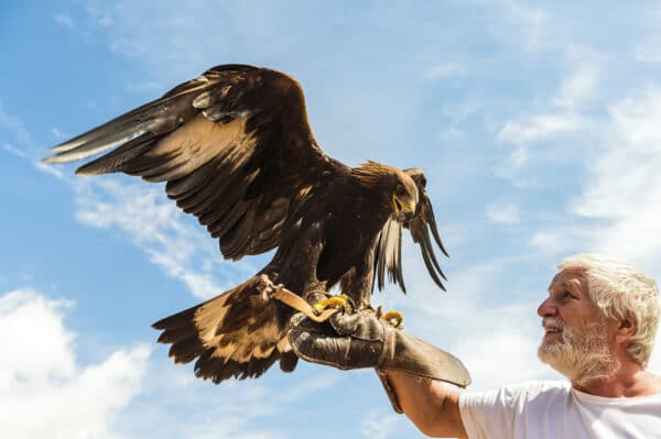 Wanderung mit freifliegenden Greifvögeln Rathenow