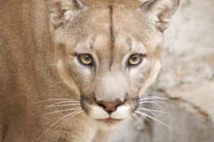 Tiere pflegen in Königsberg für 2