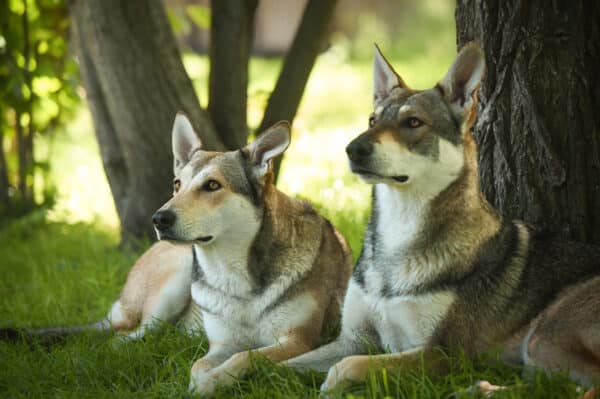 Wolfhund Trekking Büren