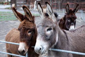 Eselwanderung in Untrasried