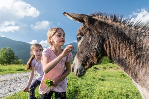 Eselwanderung in Untrasried für 2