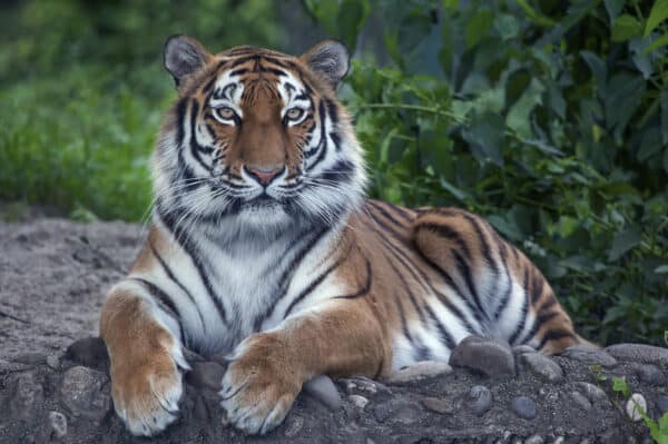 Löwen und Tiger füttern in Lüdinghausen (3