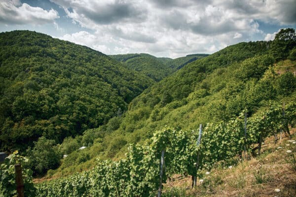 Weinbergwanderung Oberwesel