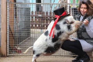 Showtiere erleben Nebra (Unstrut) für 2