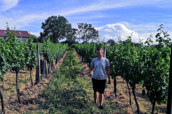 Weinbergwanderung Hohenruppersdorf