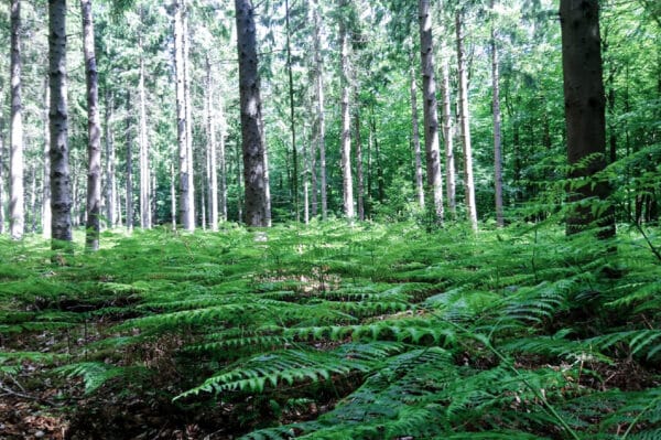 Waldbaden in Sonsbeck für Frauen (3