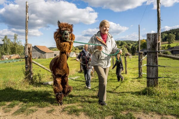 Alpaka Wanderung Bad Großpertholz