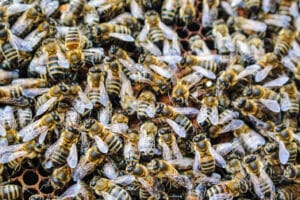 Bienenvolk hautnah Wunstorf