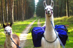 Lama und Alpaka Tour Mittenwalde für 2