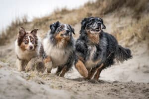 Hundeshooting Sankt Peter-Ording