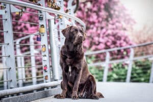 Hunde Fotoshooting Bad Kissingen (1