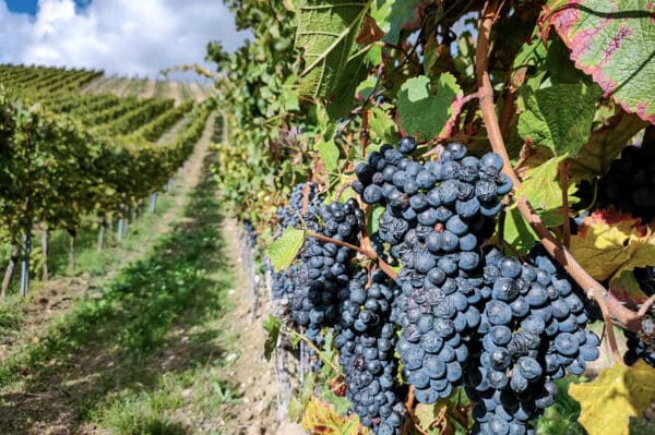 Weinwanderung Zornheim