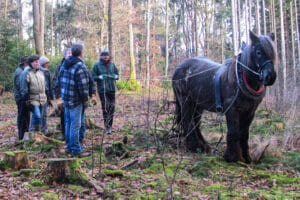 Holzrücken mit Pferden Windeck