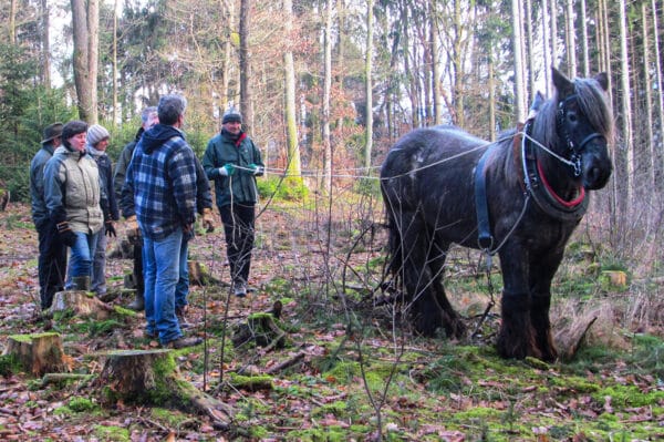 Holzrücken mit Pferden Windeck