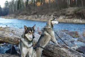 Husky-Trekking im Schwarzwald