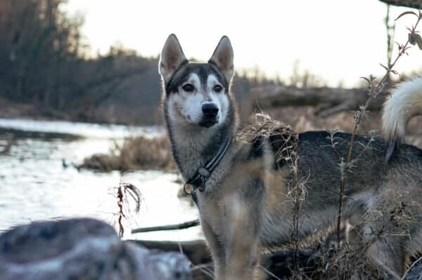 Husky Tagesausflug Bettmaringen