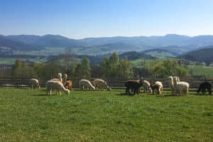 Alpaka Wanderung Semriach