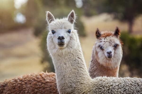 Lama Trekking Bärnau