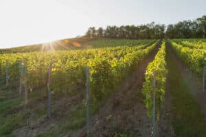 Weinbergwanderung Ulsenheim mit Verkostung und Brotzeit