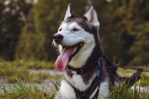 Husky Wanderung Althütte