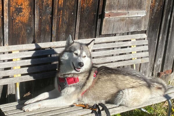 Wandern mit Huskies Füssen