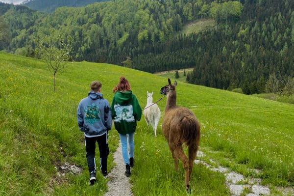 Lamawanderung mit Picknick Molln für 2