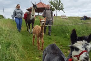 Alpaka-Trekking-Tour Stadecken-Elsheim