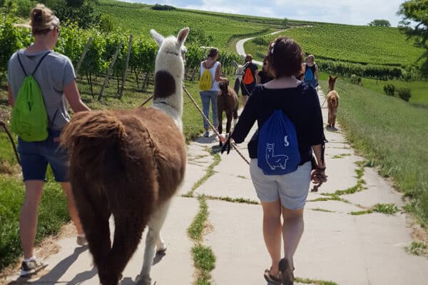 Alpaka-Trekking-Tour für 2 Stadecken-Elsheim