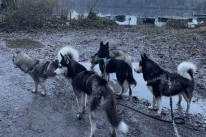 Husky Wanderung Eggenstein-Leopoldshafen