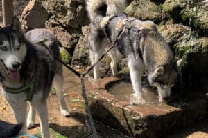 Husky Wanderung Karlsruhe