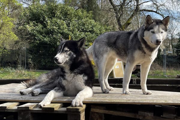 Husky Erlebnistag Neureut-Karlsruhe