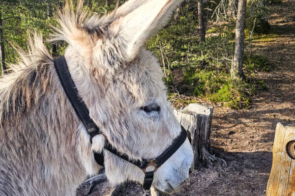 Tagestour mit Eseln Eppenbrunn