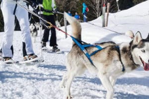 Husky Schneeschuhtrekking Hohentauern für 2