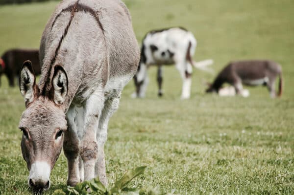 Eselwanderung für 2 Bad Doberan