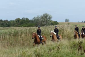 Rennreiten für Einsteiger Bad Doberan