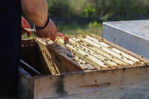 Bienenseminar mit Verkostung Bühl