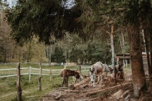 Eselwanderung Dahn (4 Std.)