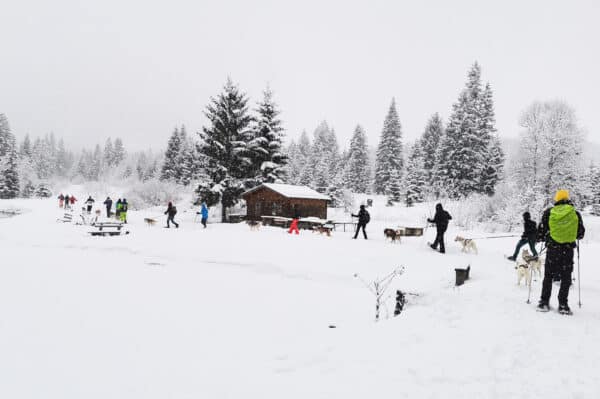 Husky Schneeschuhtrekking Postalm